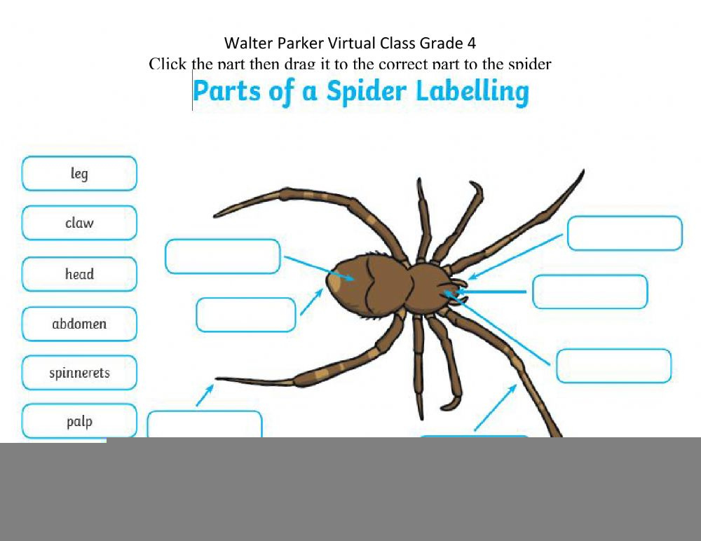 Spider Anatomy Worksheet Anatomy Worksheets