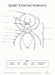Spider Anatomy Worksheet Education Science Worksheets
