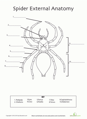 Spider Anatomy Worksheet Education Science Worksheets 