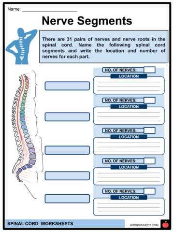 Spinal Cord Worksheets Facts Anatomy Function Injuries
