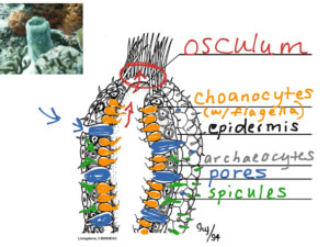 Sponge Anatomy Diagram
