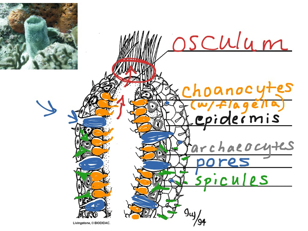Sponge Anatomy Diagram