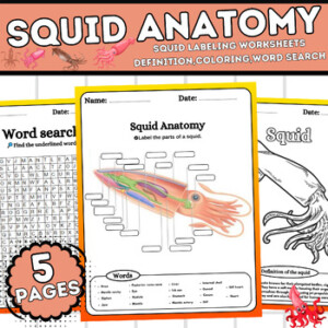 Squid Anatomy Squid Labeling Worksheets Definition Coloring Word