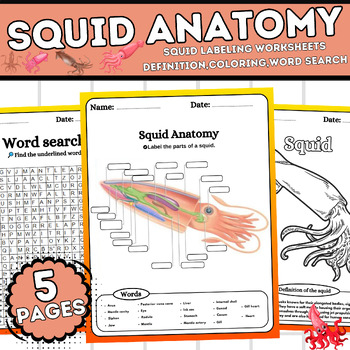 Squid Anatomy Squid Labeling Worksheets Definition Coloring Word 