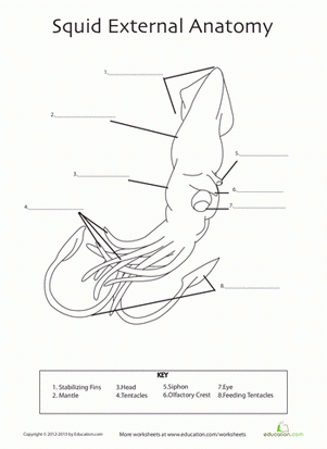 Squid Anatomy Worksheet Education