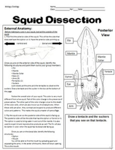 Squid Dissection Lab By Robin 39 s Science Store TPT