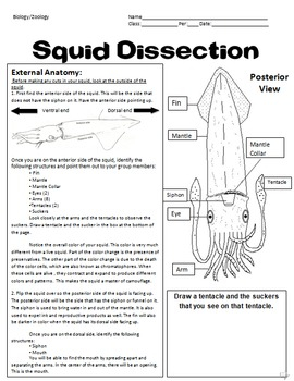 Squid Dissection Lab By Robin 39 s Science Store TPT