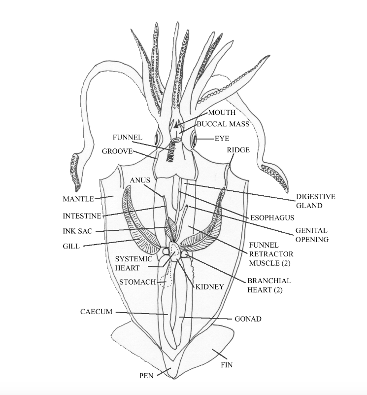 Squid Dissection Mr Gary S Science Class Kam Anatomy Worksheets
