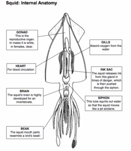 Squid Dissection Prelab Web Assignment Ms Alyson Walker 4th Grade