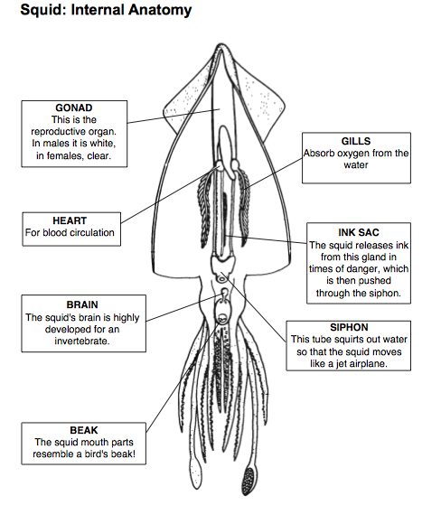 Squid Dissection Prelab Web Assignment Ms Alyson Walker 4th Grade