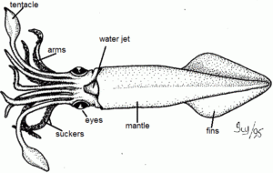 Squid Dissection Teacher 39 s Guide