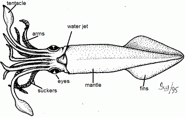 Squid Dissection Teacher 39 s Guide