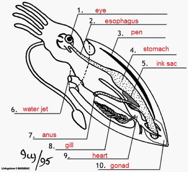 Squid External Anatomy Student Worksheet Anatomy Worksheets