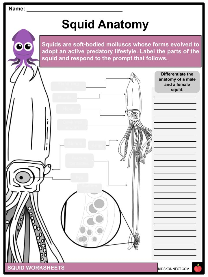 Squid Facts Worksheets Taxonomy Phylogeny For Kids