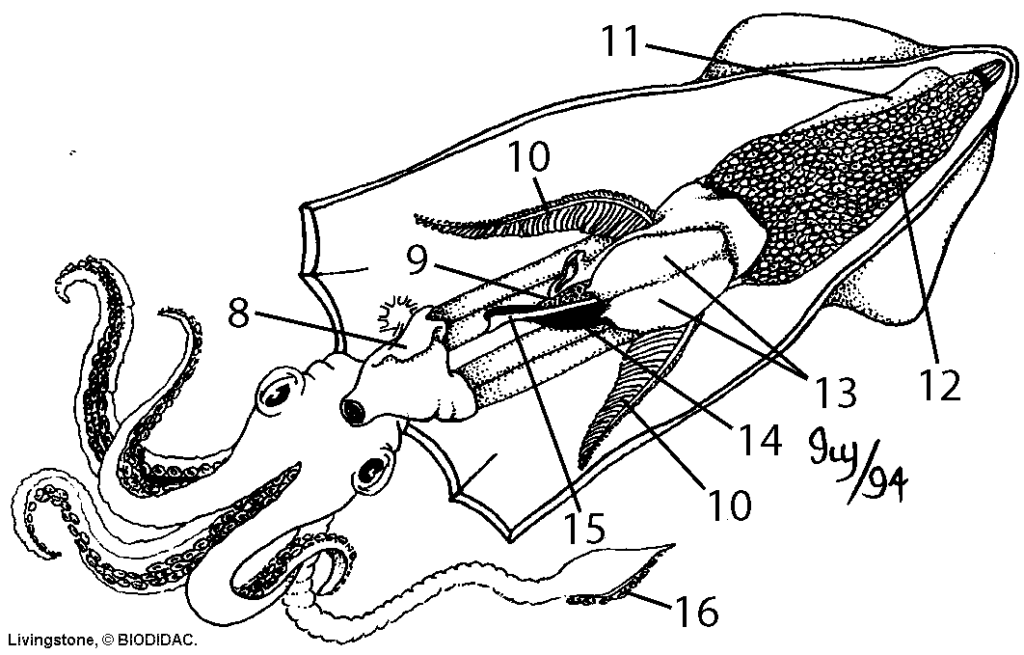 Squid Internal Anatomy Student Worksheet Anatomy Worksheets