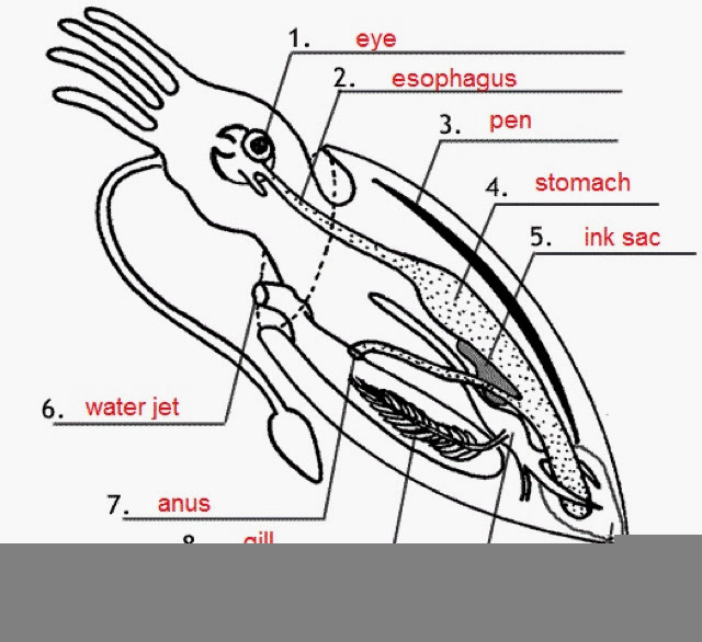 Squid Internal Anatomy Student Worksheet Anatomy Worksheets