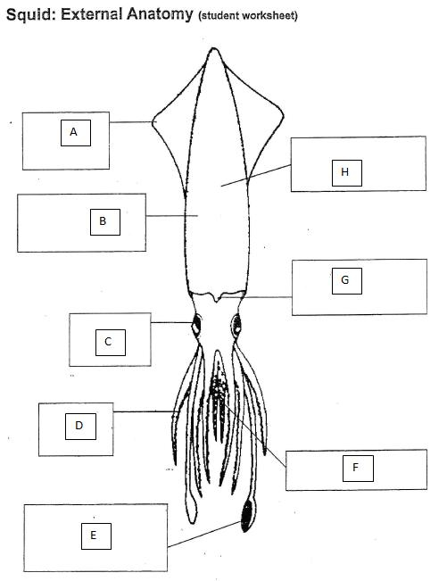 Squid Internal Anatomy Student Worksheet