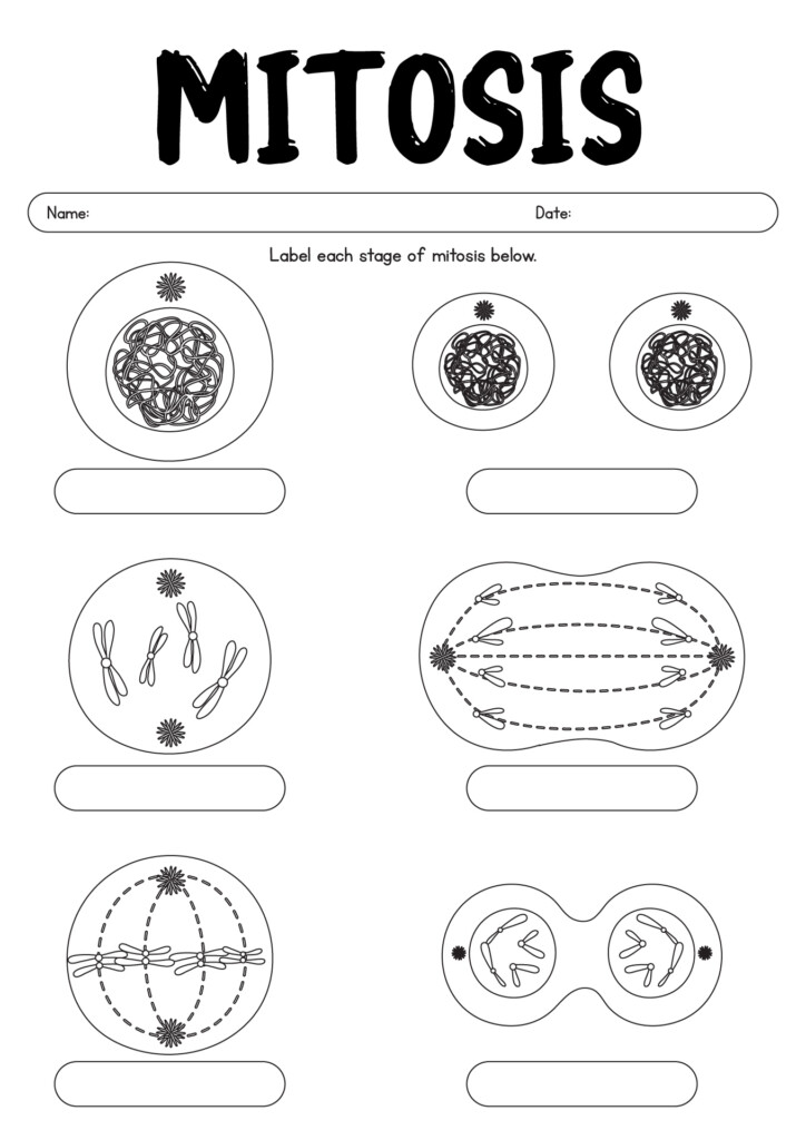 Stages Of Mitosis Worksheets
