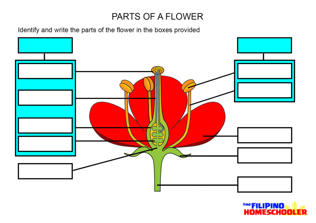 Structure Of A Flower Worksheets