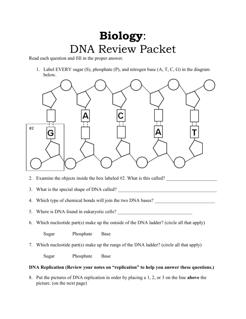 Structure Of Dna And Replication Worksheet Printable Calendars AT A 
