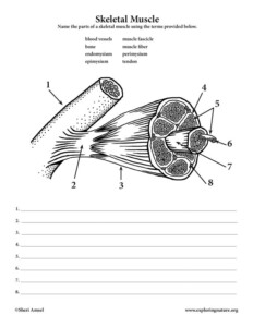 Structure Of Skeletal Muscle Worksheet