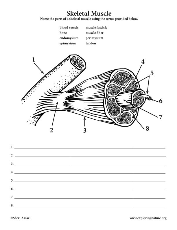 Structure Of Skeletal Muscle Worksheet