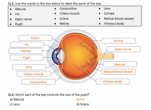 Structure Of The Human Eye Worksheet Distance Learning Teaching