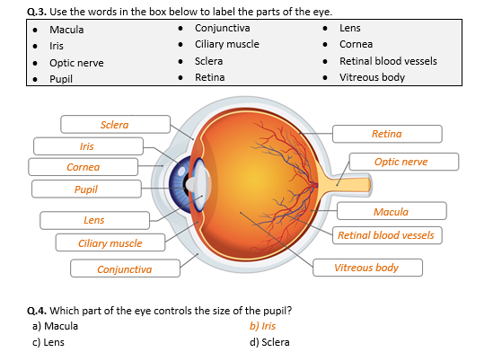 Structure Of The Human Eye Worksheet Distance Learning Teaching 