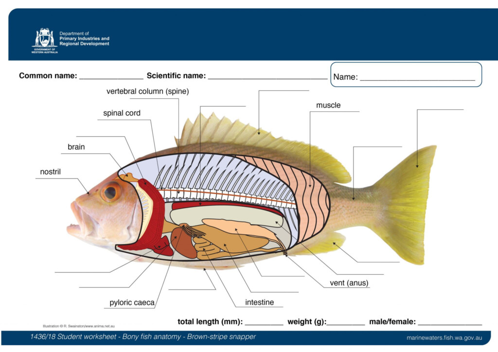 Student Worksheet Bony Fish Anatomy Brown Stripe Snapper 