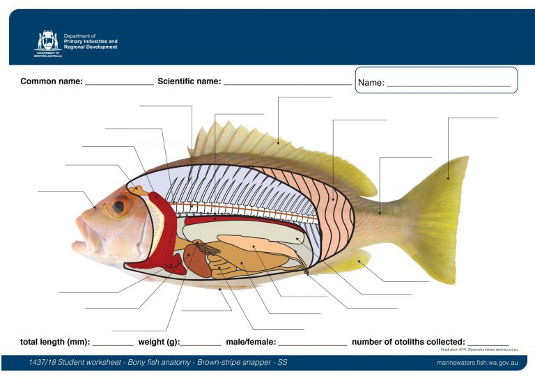 Student Worksheet Bony Fish Anatomy Brown Stripe Snapper SS 