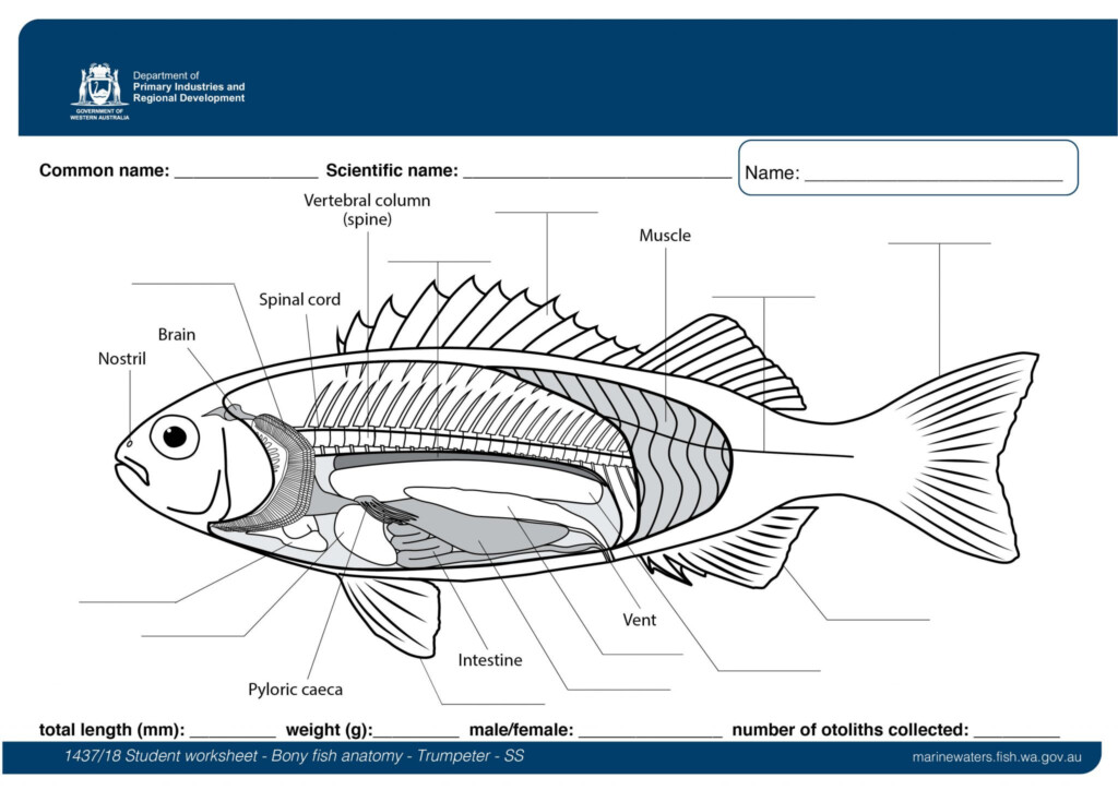 Student Worksheet Bony Fish Anatomy Trumpeter SS Department Of 