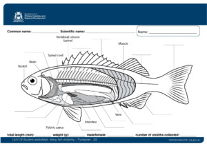 Student Worksheet Bony Fish Anatomy Trumpeter SS Department Of