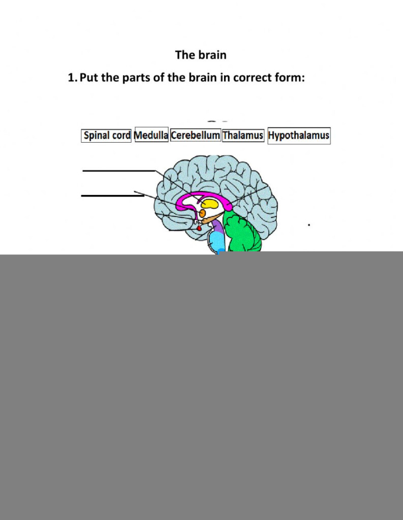 Student Worksheet Brain Anatomy Activity 1a Answer Key Anatomy Worksheets