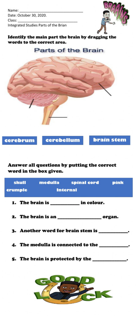 Student Worksheet Brain Anatomy Activity 1a Answer Key Anatomy Worksheets