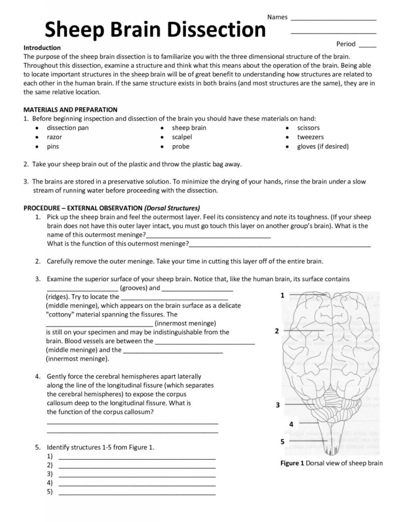 Student Worksheet Brain Anatomy Activity 1a Answer Key Anatomy Worksheets