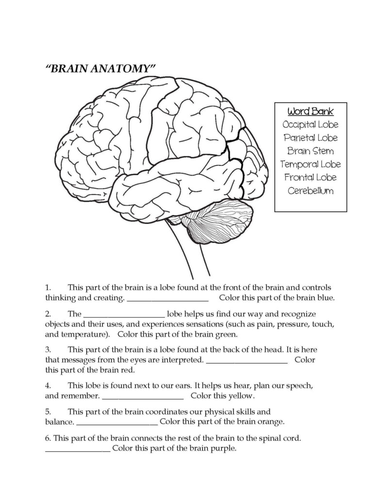 Student Worksheet Brain Anatomy Activity 1a Answers Anatomy Worksheets