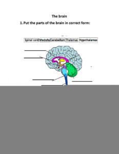 Student Worksheet Brain Anatomy Activity 1a Answers Anatomy Worksheets