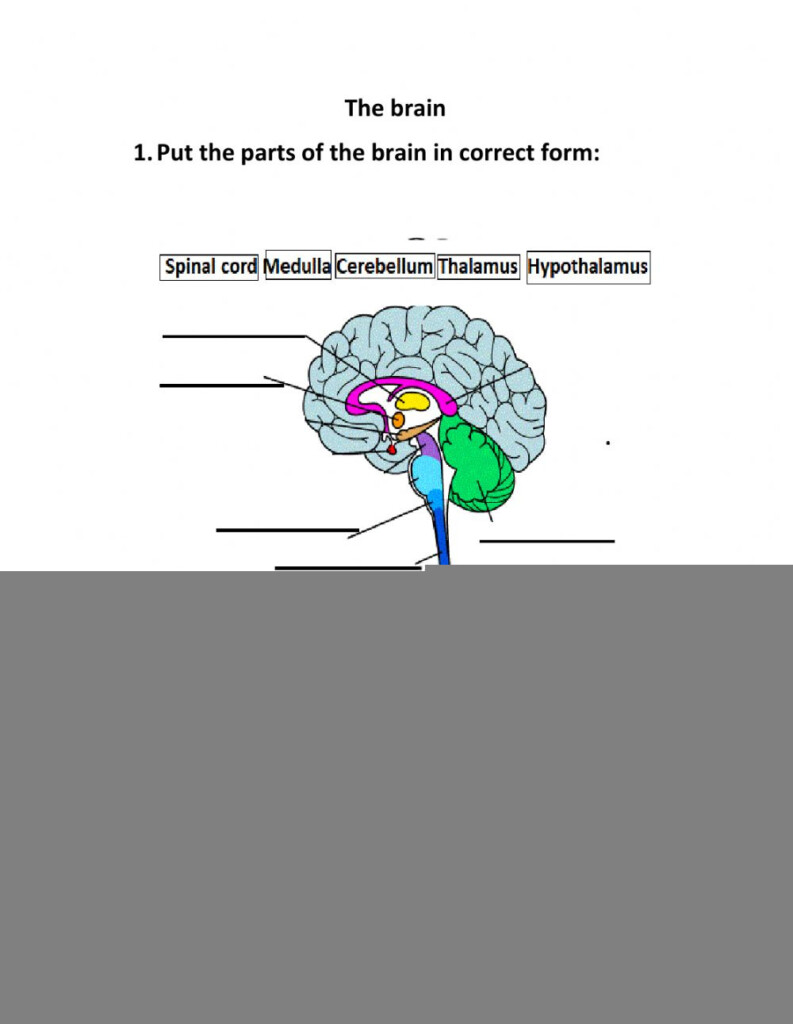 Student Worksheet Brain Anatomy Activity 1a Answers Anatomy Worksheets