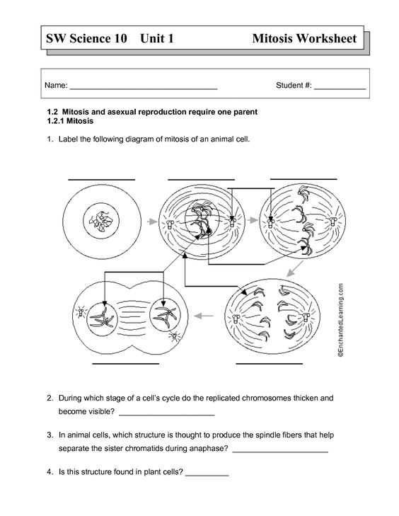 Sw Science 10 Unit 1 Mitosis Worksheet Answers