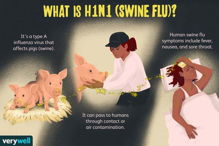 Swine Flu H1N1 Overview And More