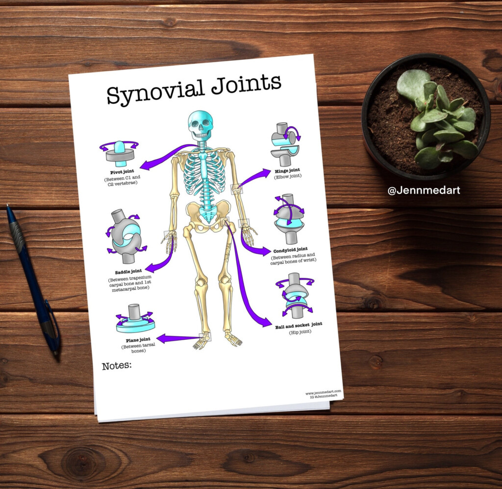 Synovial Joints Anatomy Coloring Page LABELED Digital Download Bone 