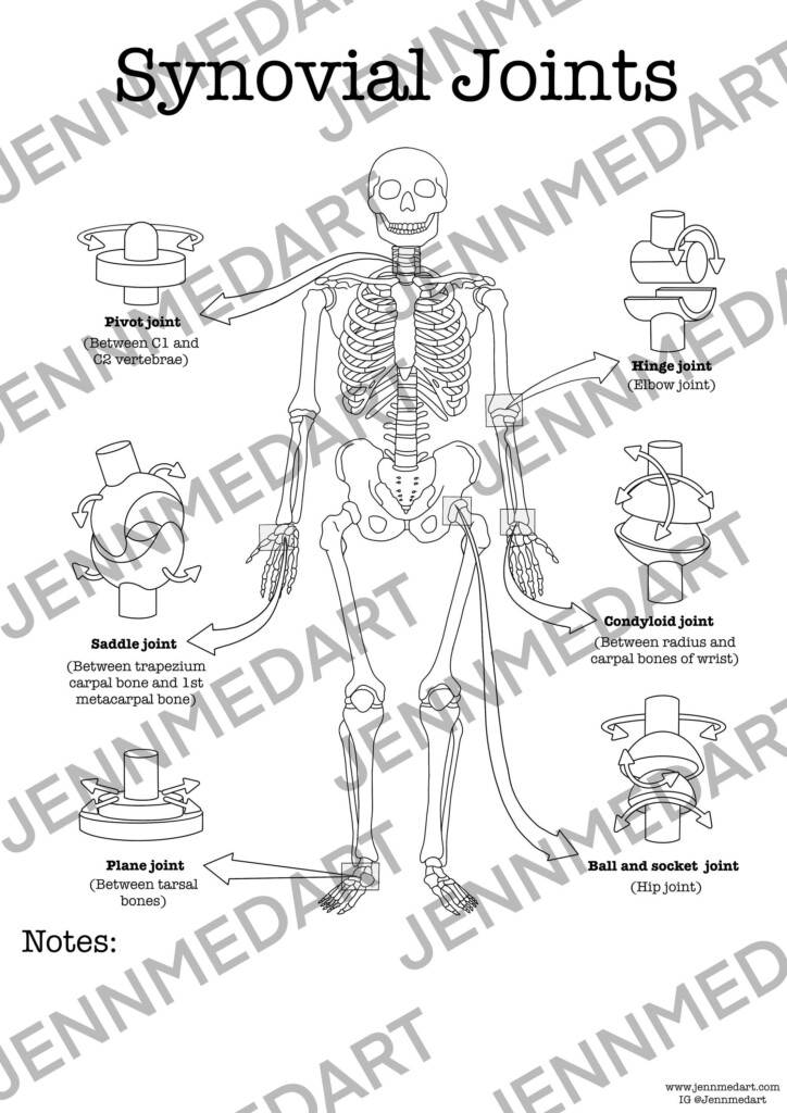 Synovial Joints Anatomy Coloring Page LABELED Digital Download Bone 