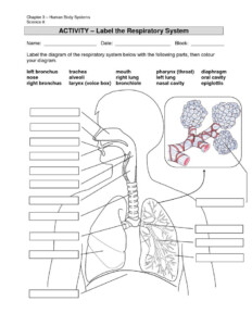 System Label Respiration System To Label Human Anatomy Library Human