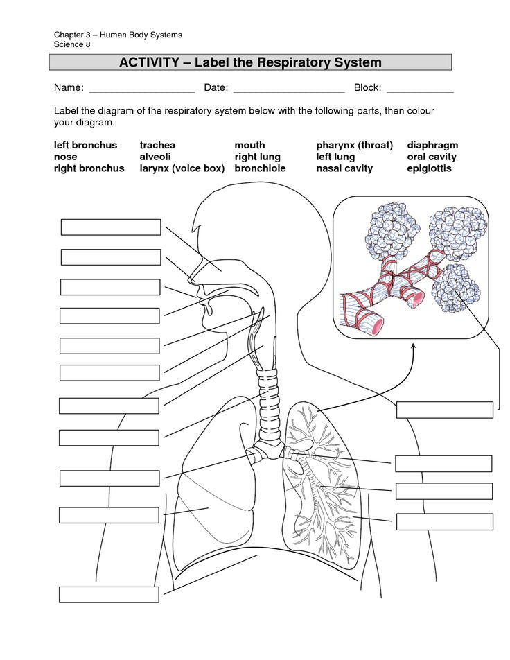 System Label Respiration System To Label Human Anatomy Library Human 