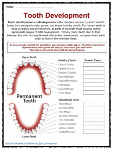 Teeth Facts Worksheets Information For Kids