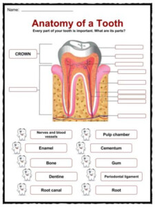 Teeth Facts Worksheets Information For Kids