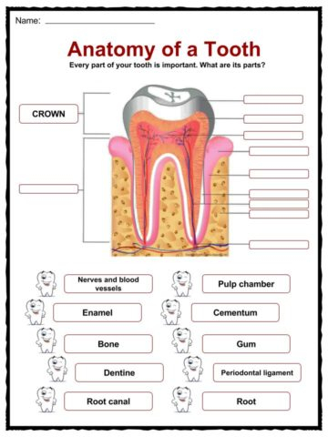 Teeth Facts Worksheets Information For Kids