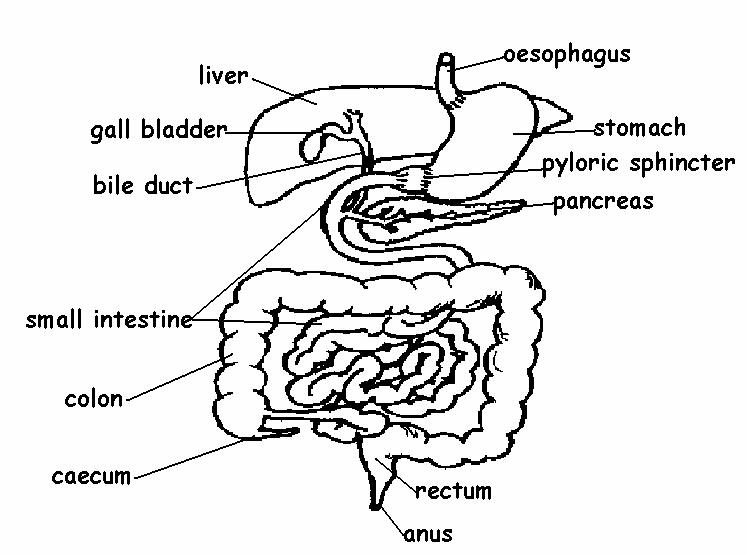 The Anatomy And Physiology Of Animals Digestive System Worksheet 