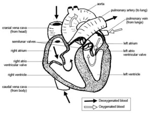 The Anatomy And Physiology Of Animals Heart Worksheet Anatomy Worksheets