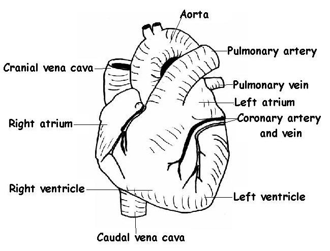The Anatomy And Physiology Of Animals Heart Worksheet Anatomy Worksheets